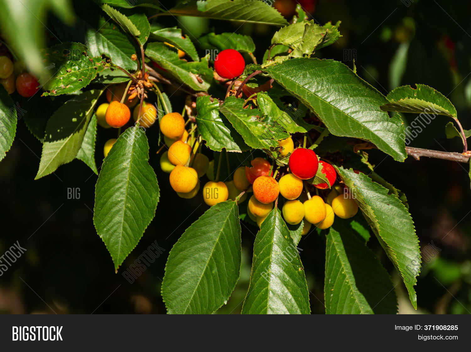 Cherries On Branches Image & Photo (Free Trial) Bigstock
