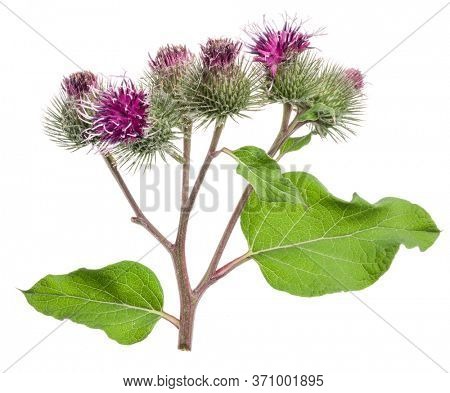 Prickly heads of burdock flowers isolated on white background.