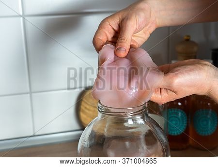 Kombucha Tea Mushroom, Hands Holding Scoby In Glass Jar. Healthy Fermented, Probiotic Drink.