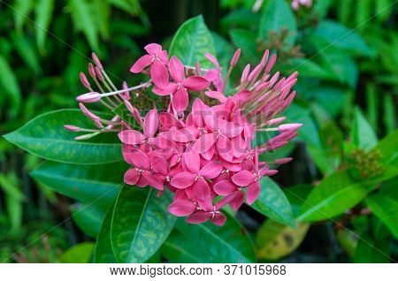 A Beautiful Colourful Tropical Flower Jungle Flame (ixora Coccinea) A Member Of Madder Family Family