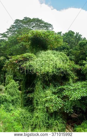 Green Tropical Chilean Flame Creeper Plant (tropaeolum Speciosum)