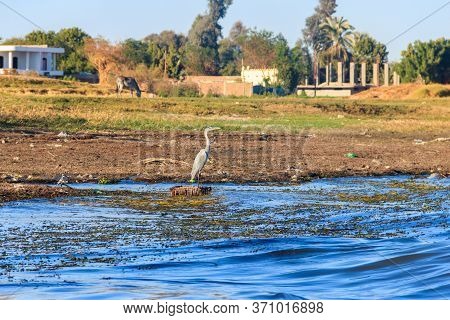 Grey Heron (ardea Cinerea) On The Rivershore