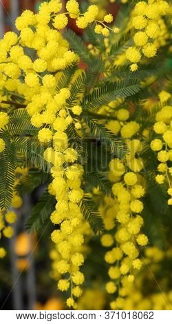 Branch Of Yellow Mimosa With Numerous Small Flowers That Blossomed In March Symbol Of Women's Day