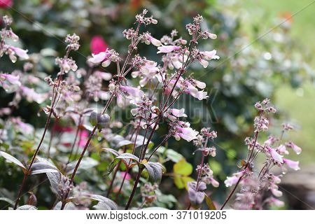 Penstemon Covered In Morning Dew, Growing A Sunny Flower Garden Border. Plant Has Pink Flowers And P