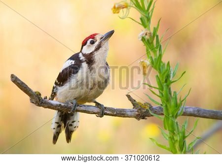 Greater Spotted Woodpecker, Dendrocopos Major. In The Early Morning, A Young Bird Sat On A Branch Ne