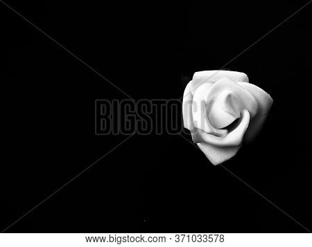 Black Lives Matter Concept. White Rose Against Black Background
