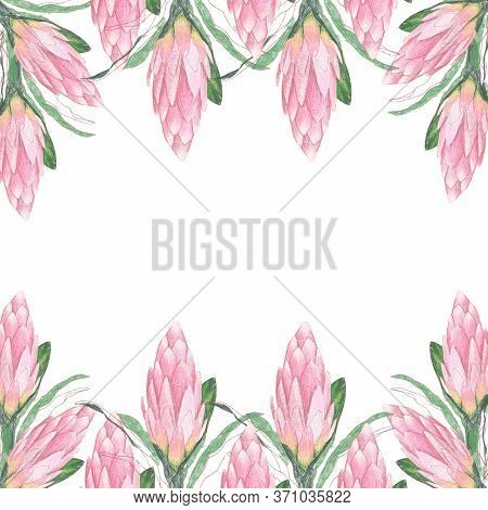Delicate Floral Print. Pink Protea Flower Pattern On A White Background. Seamless Border. Stylish Fl