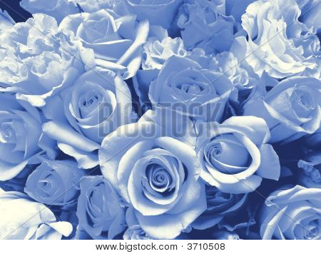 blauen Rosen für ein red lady