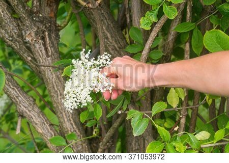 Close-up Of Female Hand That Collects Elderflowers