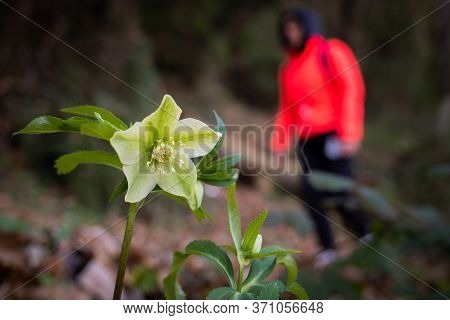 Hellebore Flower, Winter Poinsettia Near The Medieval Village Of Ripafratta With The Fortress Of San