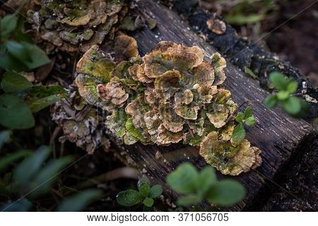Lichens In The Medieval Village Of Ripafratta With The Fortress Of San Paolino Stands On The Banks O
