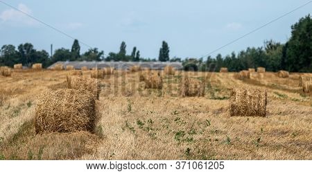 Bales Of Straw On A Mown Wheat Field After Harvesting Against The Background Of A Farm Building. Sel