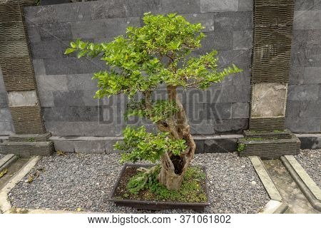 Young Ornamental Bonsai Plant In A Pot On Natural Stones. The Deciduous Bonsai Decorates The Stone W