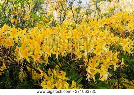 Yellow Rhododendron Luteum Aka Yellow Azalea Or Honeysuckle Azalea. Bush Of Delicate Yellow And Pink