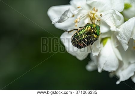 Melolontha Sits On A Jasmine Flower.melolontha Sits On A Jasmine Flower