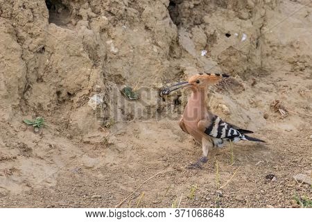Hoopoe, common Hoopoe (upupa Epops) Eurasian Hoopoe