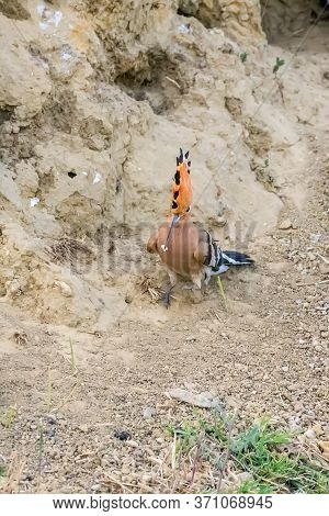 Hoopoe, common Hoopoe (upupa Epops) Eurasian Hoopoe