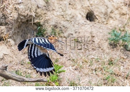 Hoopoe, common Hoopoe In Flight (upupa Epops) Eurasian Hoopoe