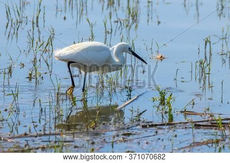 Little Egret Hunting (egretta Garzetta) White Little Egret