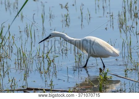 Little Egret Hunting (egretta Garzetta) White Little Egret