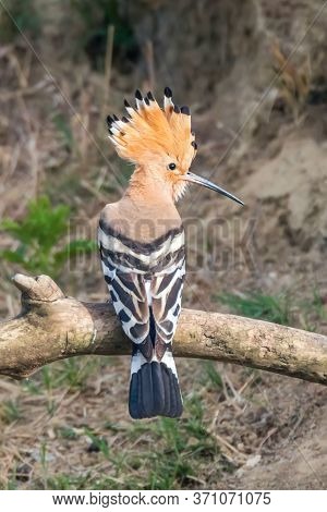 Hoopoe, common Hoopoe (upupa Epops) Eurasian Hoopoe