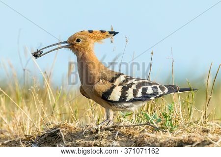 Hoopoe, common Hoopoe (upupa Epops) Eurasian Hoopoe