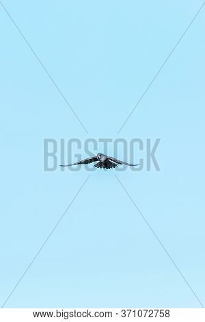 Red Footed Falcon In Flight, Falco Vespertinus