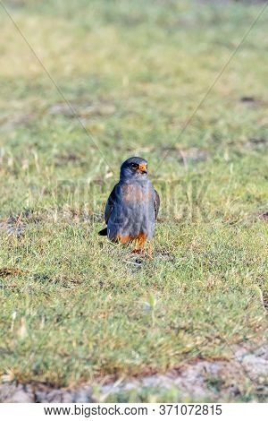 Red Footed Falcon Male (falco Vespertinus) On A Field