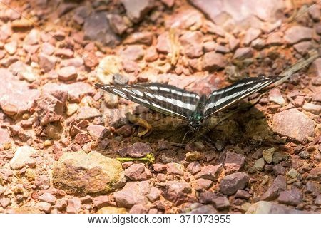 The Common Glider (neptis Sappho) Nature Background