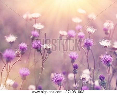Beautiful Flower, Beautiful Nature, Flowering Purple Flower Of Thistle, Flowers Of Burdock Lit By Su