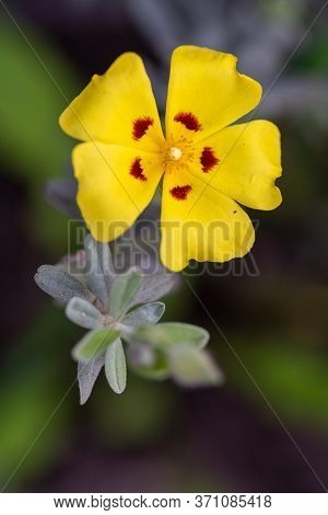 Close Up Of A Lisbon False Sun Rose (halimium Lasianthum) Flower