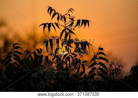 Sun Behind Neem Tree. Azadirachta Indica, Commonly Known As Neem, Nimtree Or Indian Lilac.