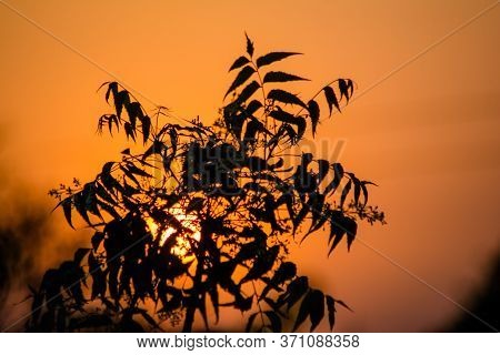 Sun Behind Neem Tree. Azadirachta Indica, Commonly Known As Neem, Nimtree Or Indian Lilac.