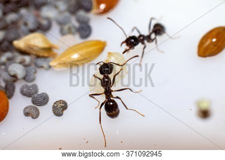 Young Brown Ant Messor Structor With A Larva