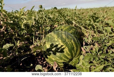 Eunapolis, Bahia / Brazil - May 4, 2010: Watermelon Plantation On A Farm In The City Of Eunapolis.