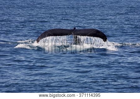 Caravelas, Bahia / Brazil - October 10, 2012: Humpback Whale Tail Is Seen In The Sea In The Caravela