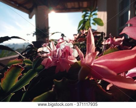 Flores rosas e plantas ao amanhecer embaixo do sol