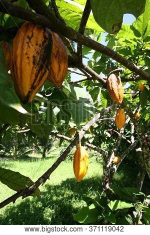 Ilheus, Bahia / Brazil - March 21, 2011: Cocoa Plantation In Farming In The City Of Ilheus. The Frui