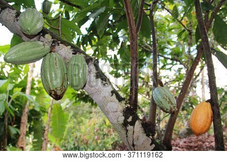 Ilheus, Bahia / Brazil - July 3, 2012: Cocoa Plantation In Farming In The City Of Ilheus. The Fruit 