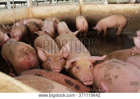 Itabuna, Bahia / Brazil - June 15, 2012: Pig Breeding Farm In The City Of Itabuna.