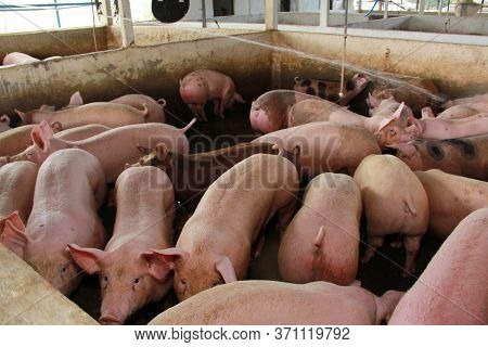 Itabuna, Bahia / Brazil - June 15, 2012: Pig Breeding Farm In The City Of Itabuna.
