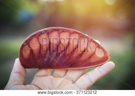 Hand Holding Fruit Of Xylia Xylocarpa,dry Results Of Xylia Xylocarpa,seeds Of Xylia Xylocarpa For Pl