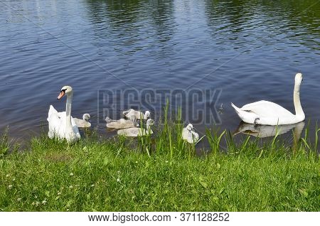A Family Of Sibilant Swans With Chicks Swim Near The Shore. Small Swans With Adult Geese In The Pond