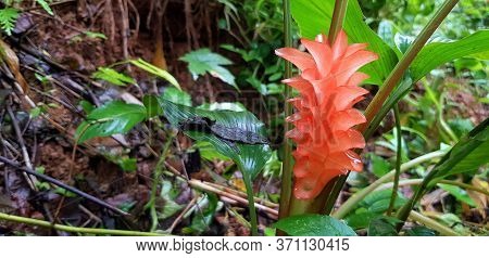 Fresh Red, Pink Or Orange Krachiew Flower With Green Bush Background In Deep Tropical Forest Or Jung