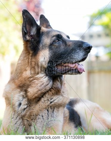 Senior German Shepherd Dog Portrait Laying In Grass. Beautiful Old Dog With White Muzzle Outdoor Ani