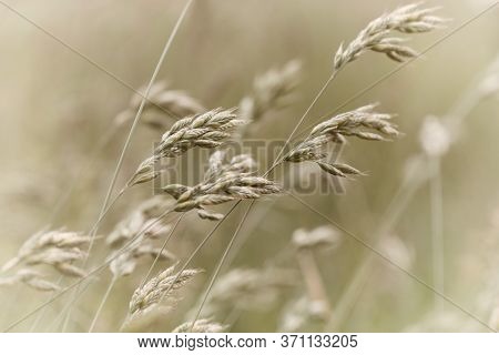 Nature Background With Wildgrass Under Sunlight. Selective Focus. Plant Background.