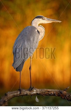 The Grey Heron (ardea Cinerea) Standing On A Branch In The Background Of A Reeds Illuminated By The 