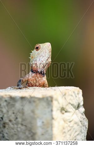 The Common Green Forest Lizard (calotes Calotes) On A Stone Wall