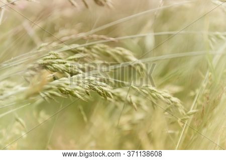 Nature Background With Wildgrass Under Sunlight. Selective Focus. Plant Background.