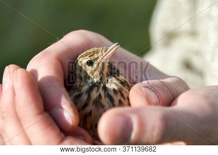 a rescued little bird in the hands of a caring person